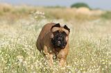 BULLMASTIFF 179